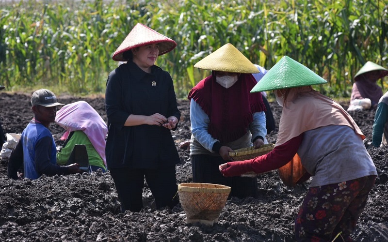 Di Bawah Terik Matahari, Puan Ikut Tanam Bawang dan Dengar Keluhan Petani di Brebes