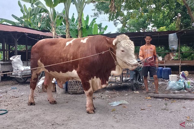 Istana Pastikan Sapi Kurban Milik Presiden Jokowi di 34 Provinsi Sehat dan Bebas PMK