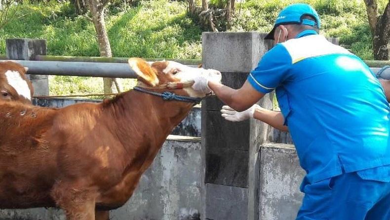 Ratusan Petugas Diterjunkan untuk Pantau Pemotongan Hewan Kurban