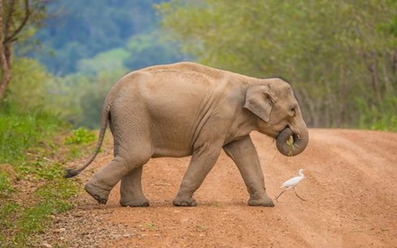 Warga dan TNI Siaga Antisipasi Gajah Masuk ke Permukiman