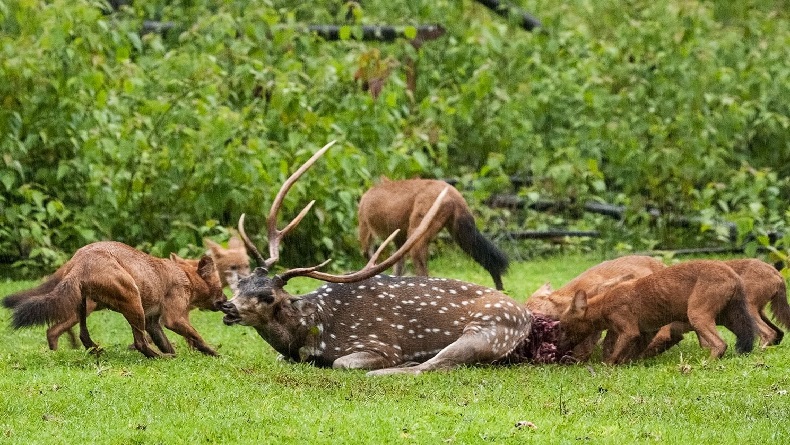 Kawanan Anjing Hutan Bantai 12 Domba di Gununghalu dan Cipongkor KBB, Warga Resah