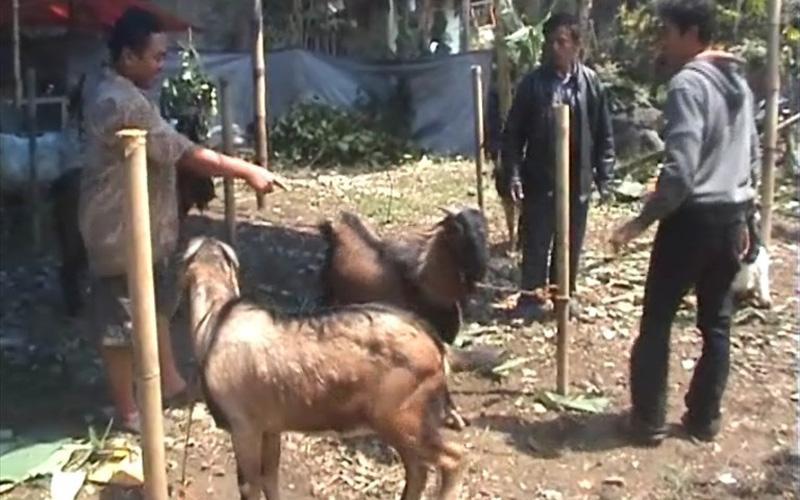 Jelang Idul Adha, Harga Sapi dan Kambing di Kabupaten Semarang Naik Tajam