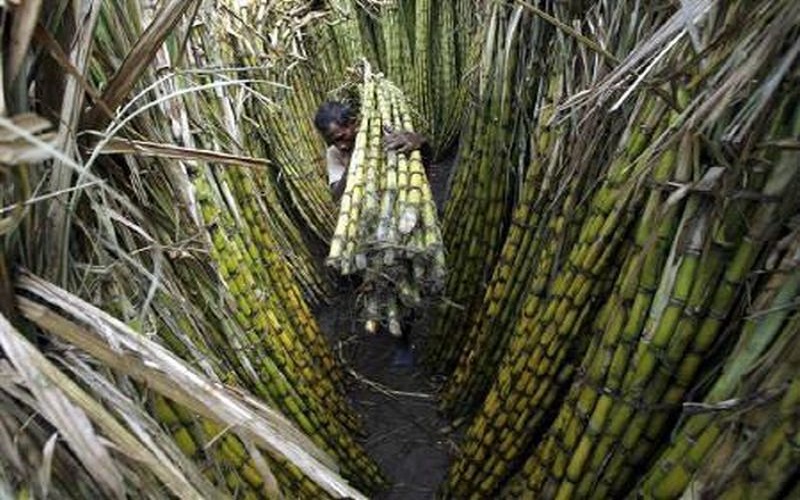 Termasuk Sumsel, 5 Provinsi Penghasil Tebu Terbesar di Indonesia