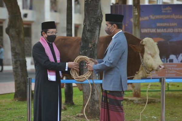Jokowi Serahkan Sapi Kurban 1,2 Ton ke Masjid Istiqlal