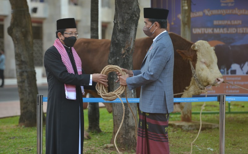 Sapi Kurban Jokowi Berbobot 1,2 Ton di Masjid Istiqlal Disembelih Hari Ini