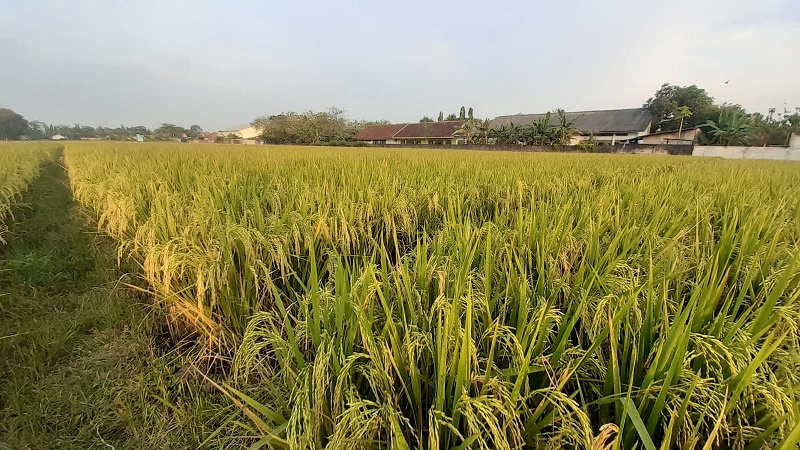 Tingkatkan Produksi Padi, Pemkab Siapkan BUMD untuk Kestabilan Pangan Bojonegoro