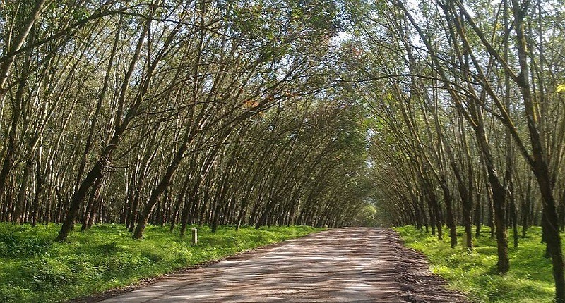 Pesona Kebun Karet Trikora di Lampung Selatan, Berbentuk Terowongan Mirip Hutan Bambu di Jepang 