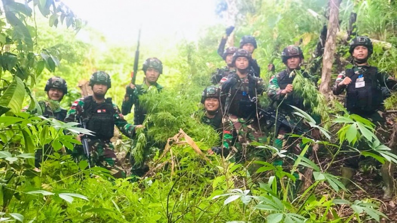 Satgas Pamtas TNI Temukan 5 Hektare Ladang Ganja di Perbatasan RI-Papua Nugini