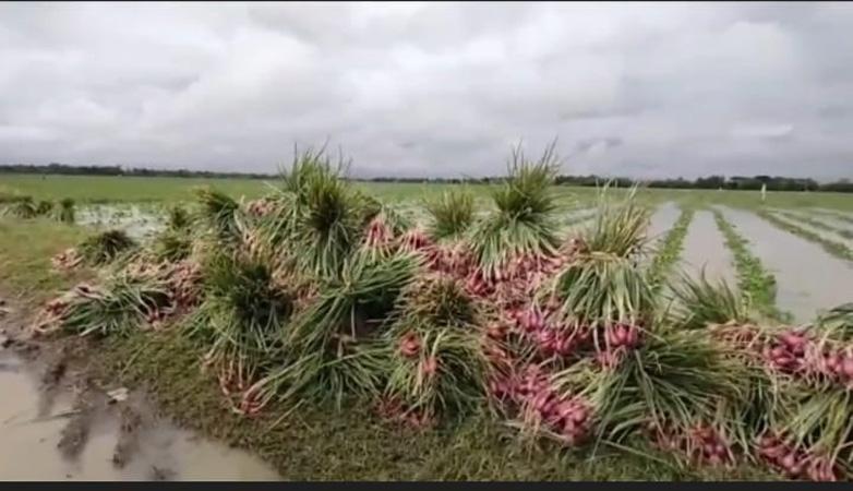  Puluhan Hektare Tanaman Bawang Merah di Brebes Terendam Banjir, Petani Panen Dini