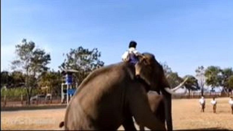 Unik! Bocah Kelas 5 Tunggangi Gajah untuk Berangkat Sekolah, Ini Alasannya 