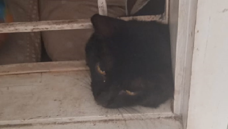 Leher Kucing Terjepit di Teralis Jendela, Damkar Bogor Meluncur