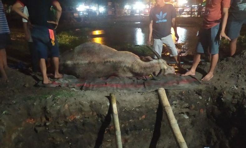 Kebo Bule Keraton Solo Mati jelang 1 Suro, Pertanda Apa?