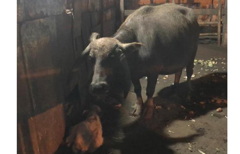 Jelang 1 Suro, Kebo Bule Keraton Solo Nyai Juminten Melahirkan