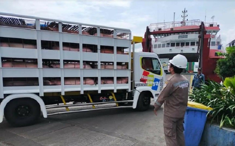 Diangkut 2 Truk, Pengiriman 160 Babi ke Jakarta Digagalkan di Gilimanuk