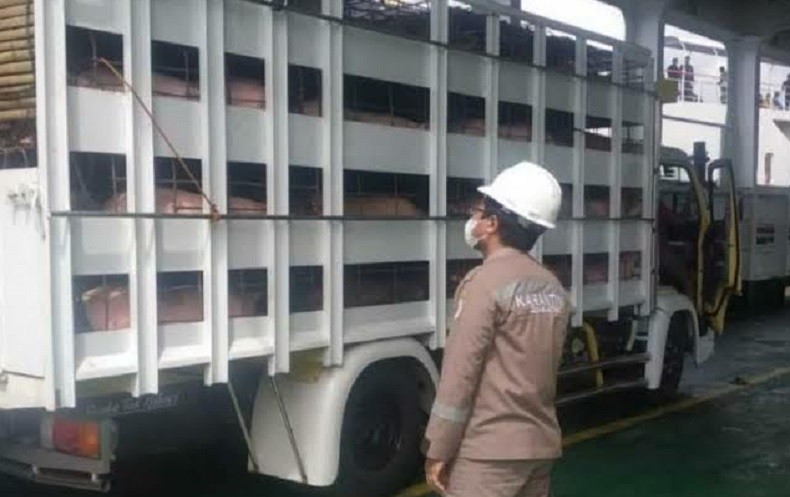 Lihat Truk Mencurigakan, Anggota TNI Gagalkan Pengiriman Babi dari Bali ke Jakarta-Bandung