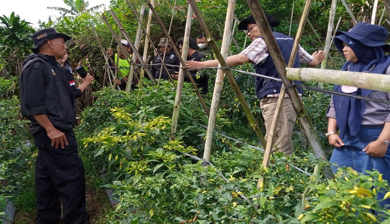 Diguyur Hujan dan Serangan Hama Patek, Petani Cabai di Sukabumi Terancam Gagal Panen