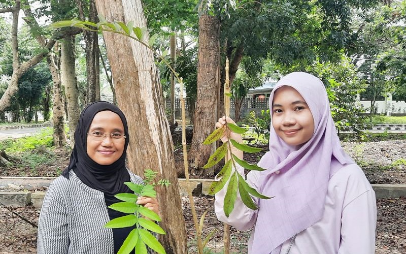 Riset Daun Sungkai Bisa Jadi Obat Covid-19, Tim Peneliti ULM Dapat Dana dari Kemenkeu
