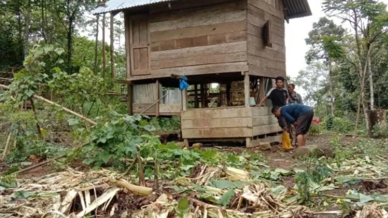 Kebun Pisang Warga Aceh Jaya Rusak Diobrak-abrik Gajah