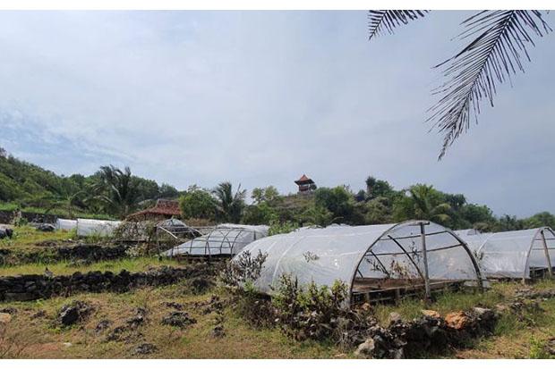 Kelompok Budi Daya Garam Gunungkidul Sulit Pasarkan Produk, Akhirnya Berhenti Produksi