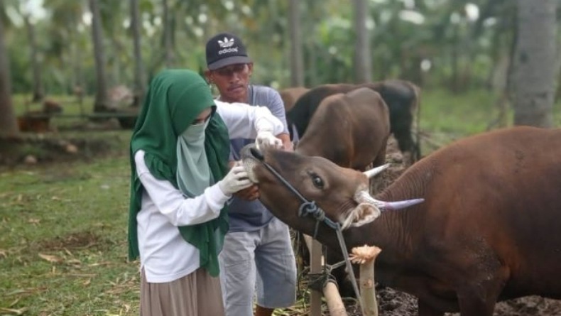 Tak Mau Kecolongan, Satgas PMK Masih Perketat Lalu Lintas Hewan di Perbatasan Gorontalo