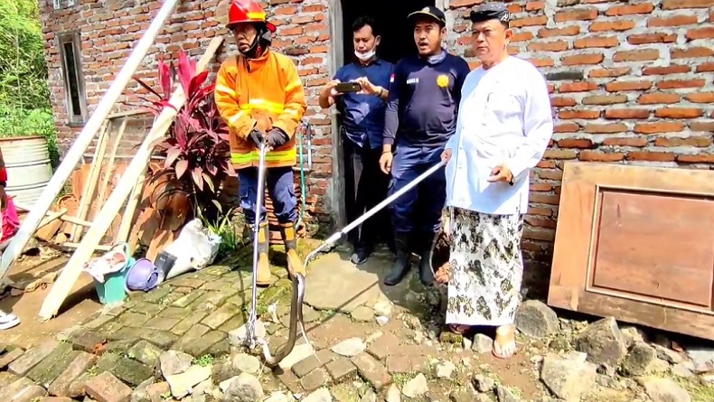 Heboh, Ular Kobra Bersarang di Lantai Kamar Rumah Warga Cirebon, Evakuasi Dramatis