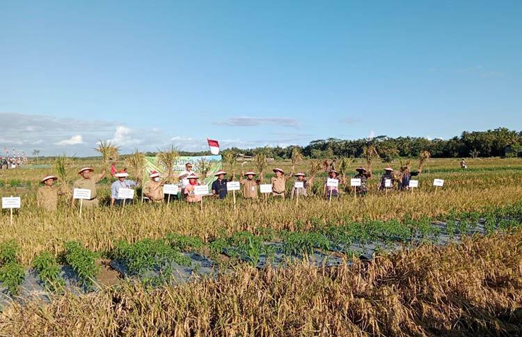 150 Hektare Lahan Pertanian di DIY Berubah Jadi Tempat Kos