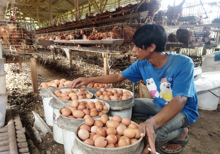 Peternak Ayam Petelur Resah Harga Pakan Makin Mahal