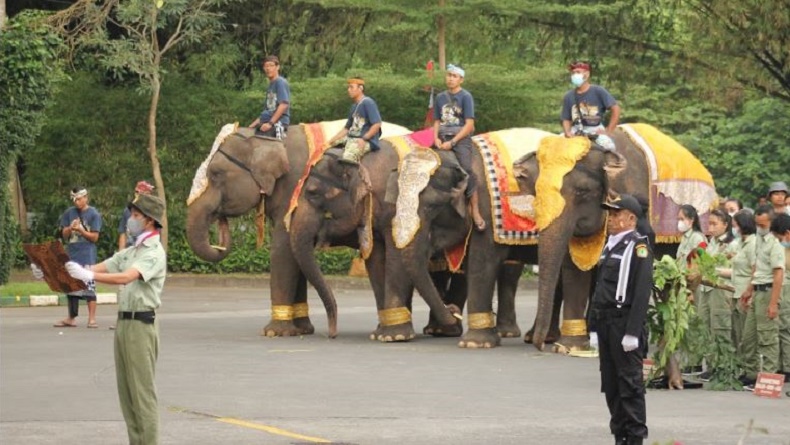 Unik, Aneka Satwa Taman Safari Bali Ikut Upacara HUT Ke-77 RI, Ada Gajah Berjejer Rapi