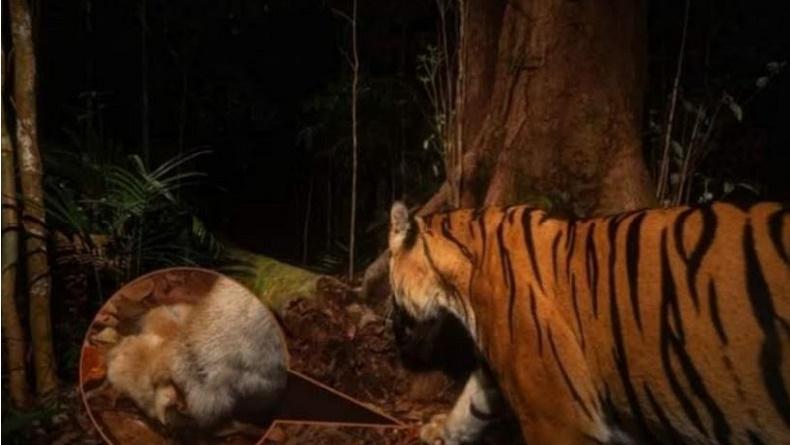 Kerangka Manusia di Tapsel Ternyata Lansia yang Hilang, Diduga Tewas Dimangsa Harimau