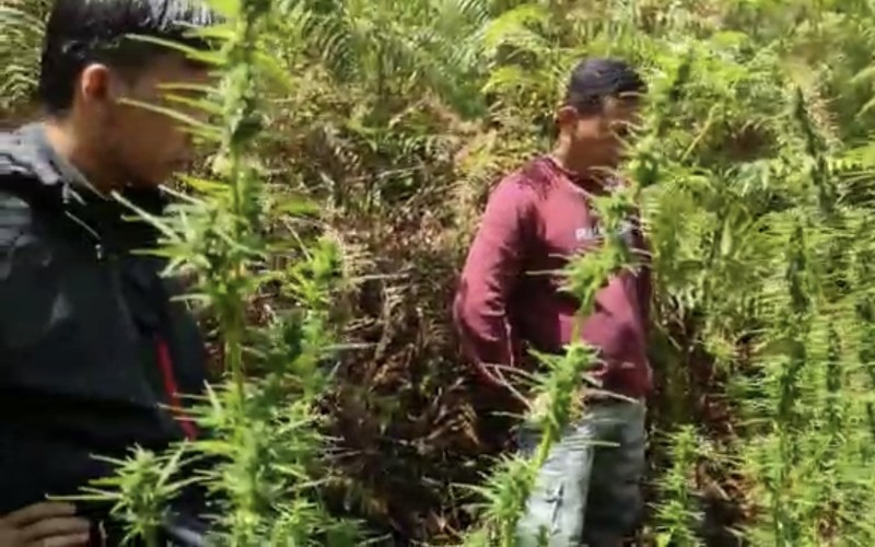 DPR Aceh Wacanakan Qanun Legalisasi Ganja untuk Medis, Ini Alasannya 