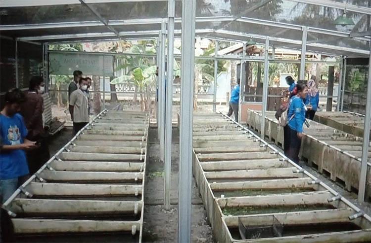 Bisnis Ternak Ikan Hias di Bantul Menggiurkan, Omzet Bulanan Capai Rp60 Juta 