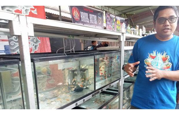  Yuk ke Kadisoro Bantul, Ada Festival dan Pameran Ikan Hias Tingkat Nasional Lho