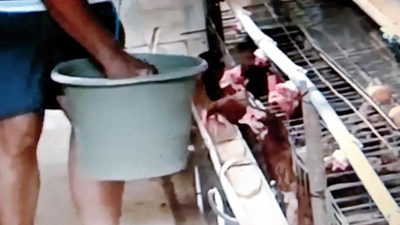 Harga Pakan Ternak Mahal, Peternak di Cilacap Mencampur dengan Nasi Aking