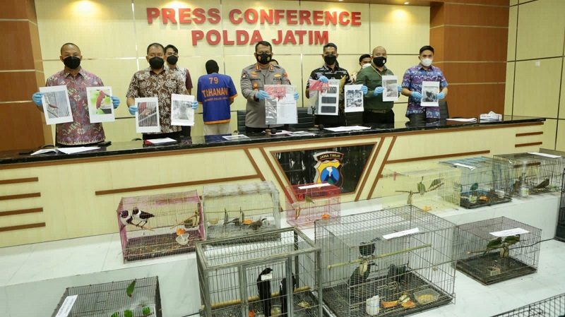 Bongkar Sindikat Penjualan Satwa Dilindungi, Polda Jatim Amankan 304 Ekor Barang Bukti