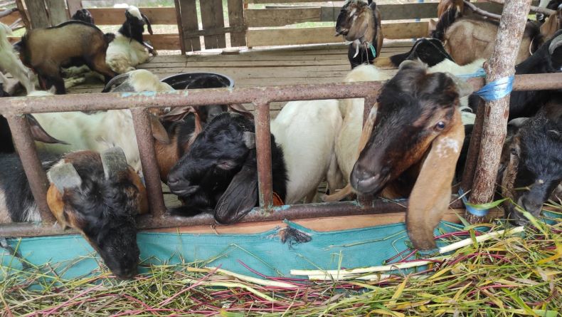 5 Kambing Milik Warga Bekasi Dicuri, Disembelih Sisakan Jeroan