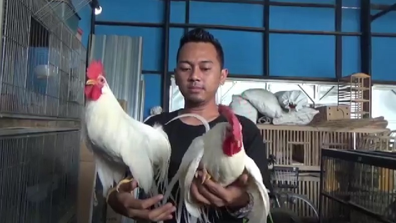 Budi Daya Ayam Onagadori, Pemuda di Jember Ini Raup Keuntungan Puluhan Juta Rupiah