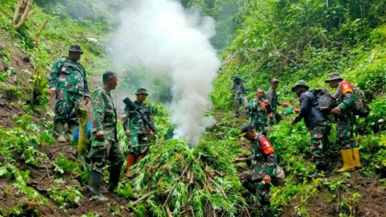 Anggota Kodim 0102/Pidie Temukan 2 Hektare Ladang Ganja, Pemilik Kabur