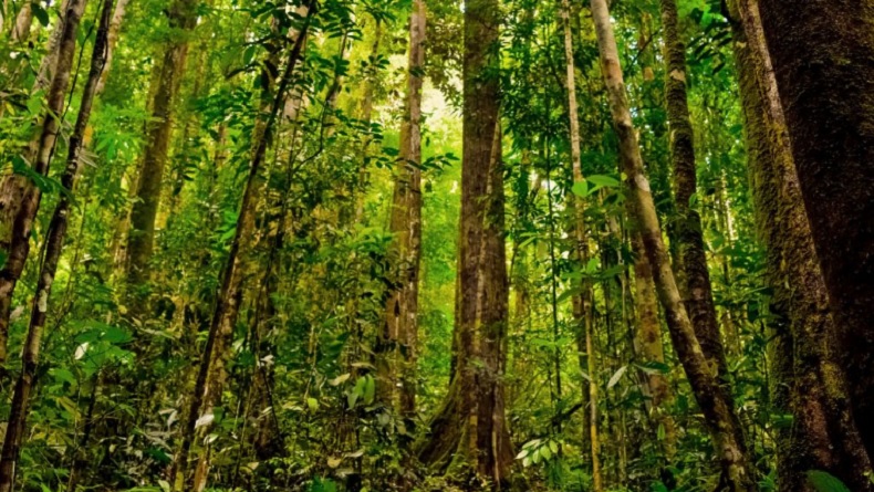 5 Daerah dengan Hutan Terluas di Indonesia, Nomor 4 Sempat Dilanda Kebakaran Hebat
