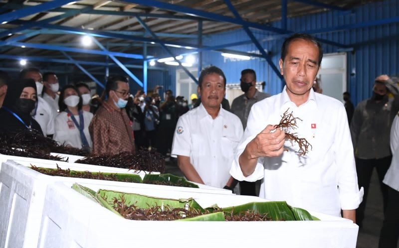 Kunjungan Hari Kedua, Jokowi Bagikan BLT BBM hingga Bertemu Peternak Kerbau Maluku
