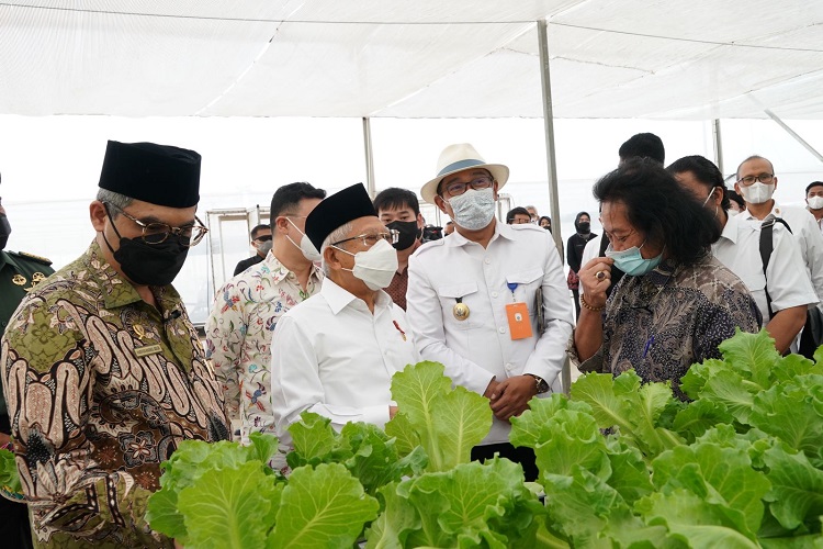 Turunkan Risiko Gagal Panen, Wapres Dorong Pengembangan Pertanian Hidroponik Modern