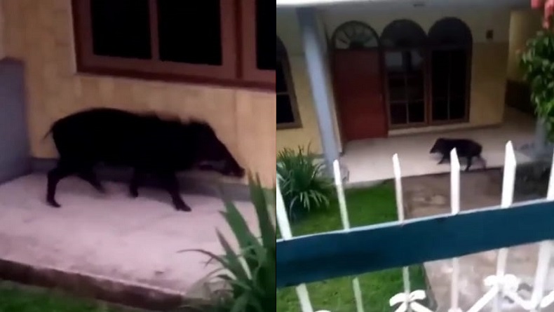 Tersebar Kabar Ada Babi Ngepet di Dayeuhkolot Bandung, Ini Kata Kapolsek