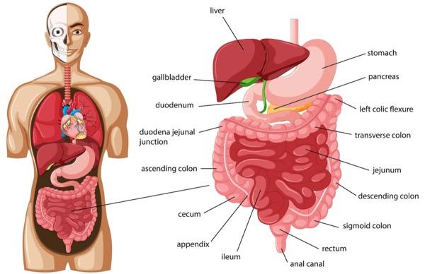 5 Sistem Ekskresi pada Manusia dan Fungsinya Lengkap