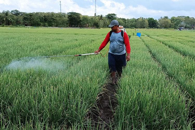 Ulat Hijau Serang Tanaman Bawang Merah di Kulonprogo, Petani Takut Gagal Panen