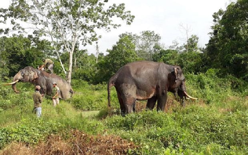 Gajah Liar Teror Warga OKU Selatan, UMP Bentuk Tim Pengiring 