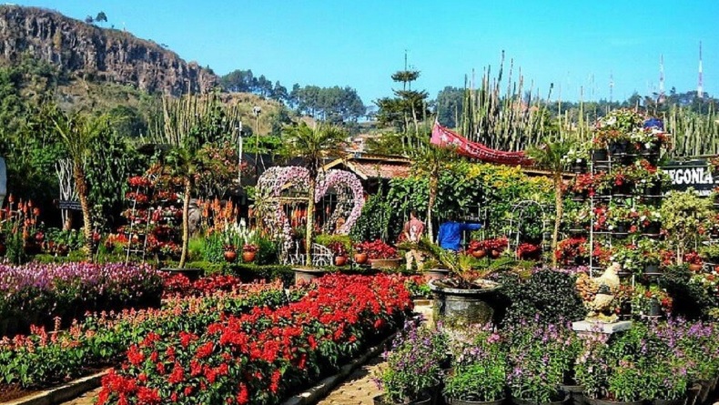10 Destinasi Kebun Bunga di Indonesia, Menyegarkan dan Indah Bikin Takjub