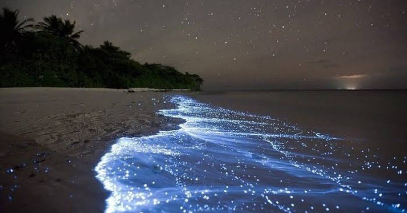 Inikah Pantai Tercantik di Dunia? Pasirnya Berwarna Pink dan Ada yang Menyala saat Malam