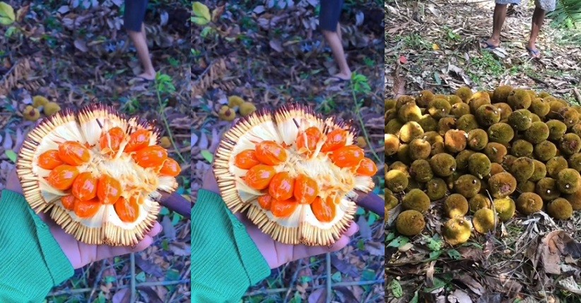 Kenalan dengan Buah Mentawa Asli Kalimantan yang Langka, Rasanya Legit dan Harum