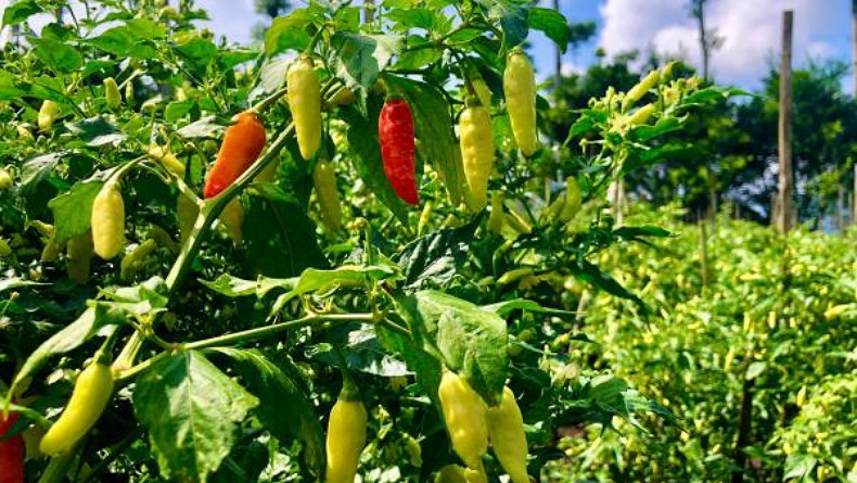 Cegah Pencurian saat Harga Cabai Tinggi, Ini yang Dilakukan Petani di Semarang