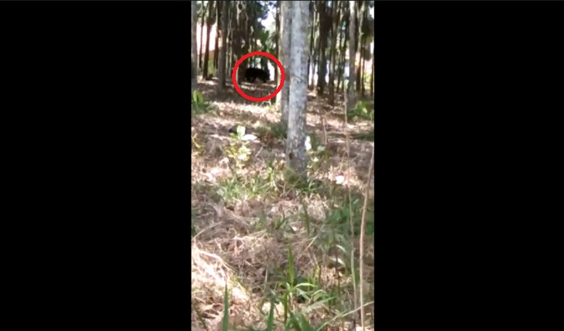 Viral Beruang Hitam Muncul di Kebun Karet Lampung Utara, Warga Lari Ketakutan
