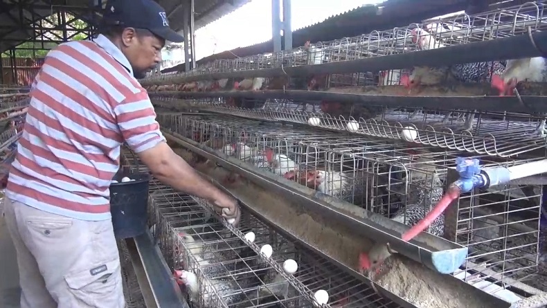 Terdampak Kenaikan Harga BBM, Peternak Ayam Arab Petelur di Tegal Kelimpungan